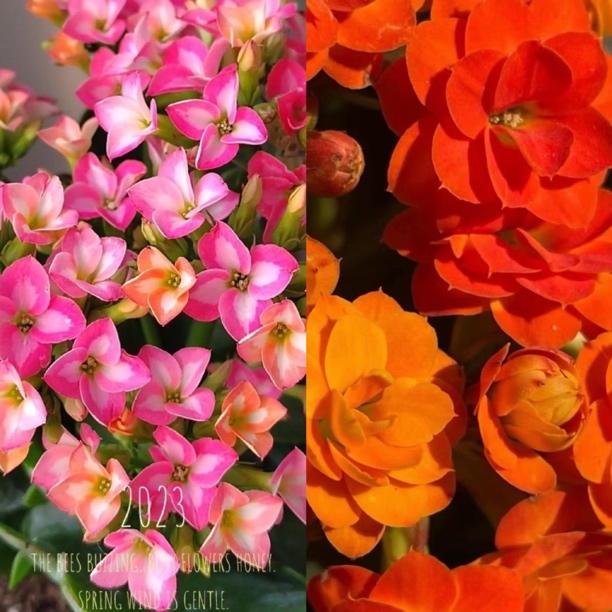 美丽心情+索尔丹2盆组合110盆长寿盆栽花