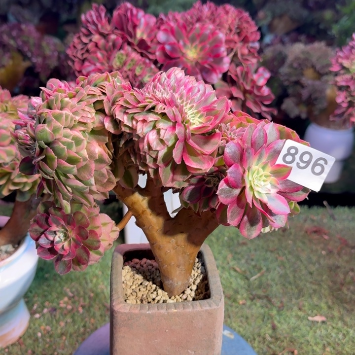 倾城法师锦缀化896