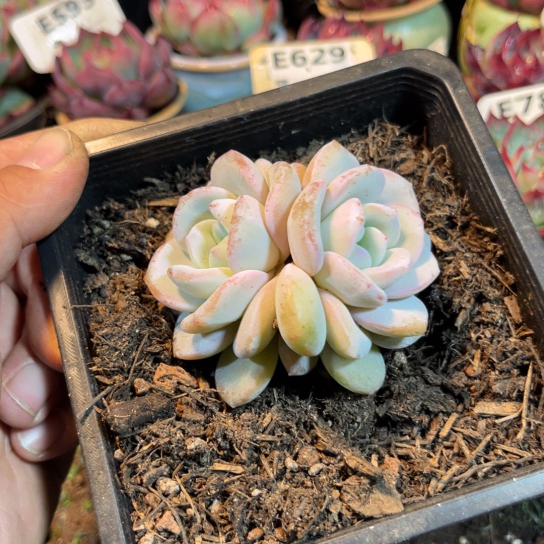 奶茶多肉植物精油皂