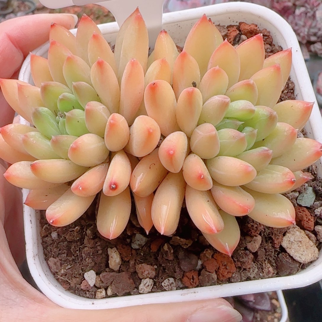 多肉植物0408……………..