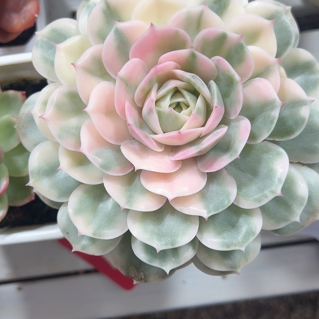 昂斯诺锦多肉植物