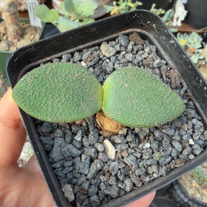 钢锉灯台百合（满28包邮）