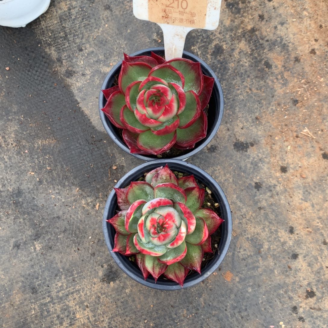 210号多肉植物惊鸿2颗