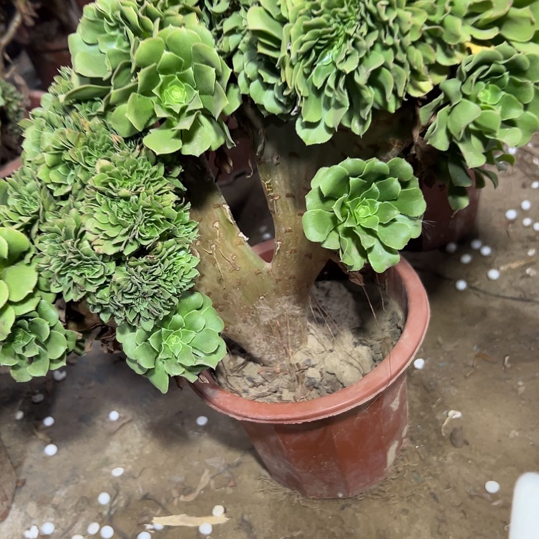 多肉332植物绿羊绒缀