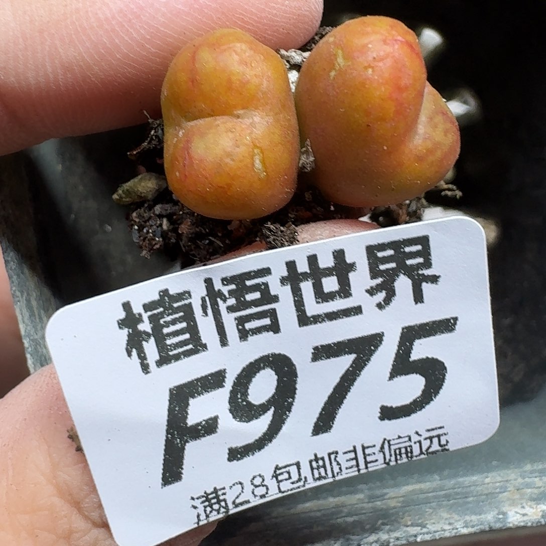 多肉植物的人生ghbjk