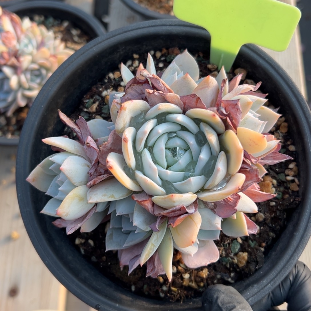 白茶手捧特价11111111111