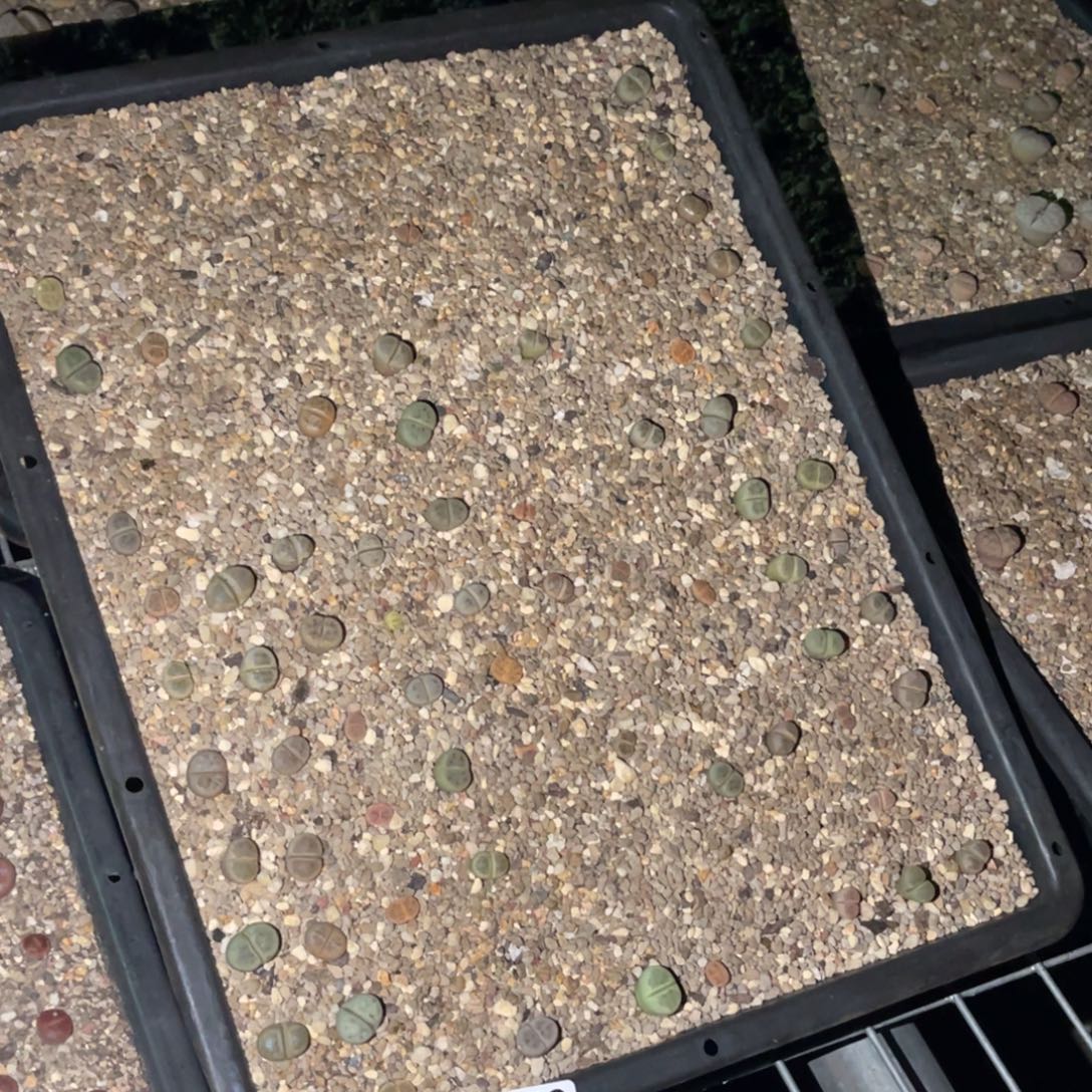雨***儿0758福利筐1不售后