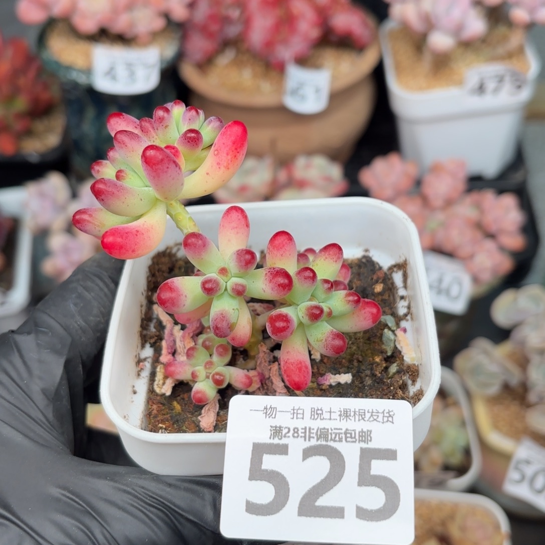 果冻乙女心无盆土发货