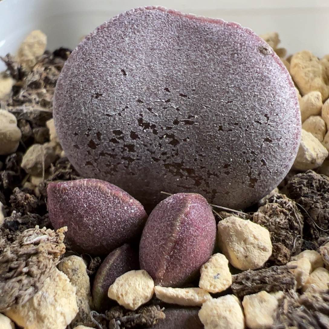 实生新品大苗多肉植物水泡