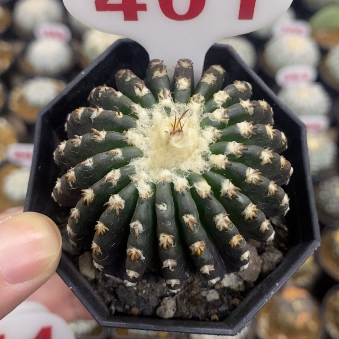 401二十愣奇特球福利