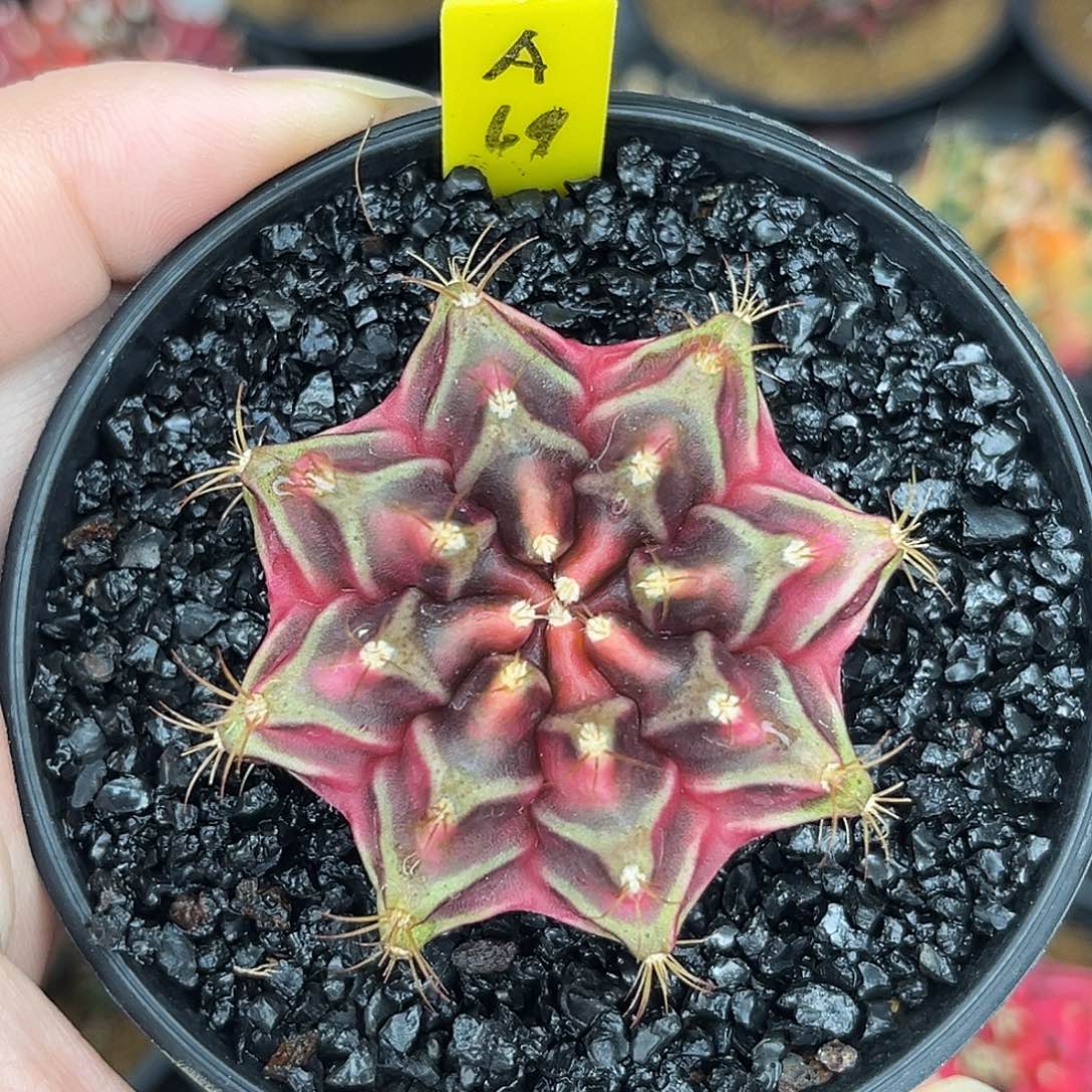 A68泰系米哈锦，带盆土发货