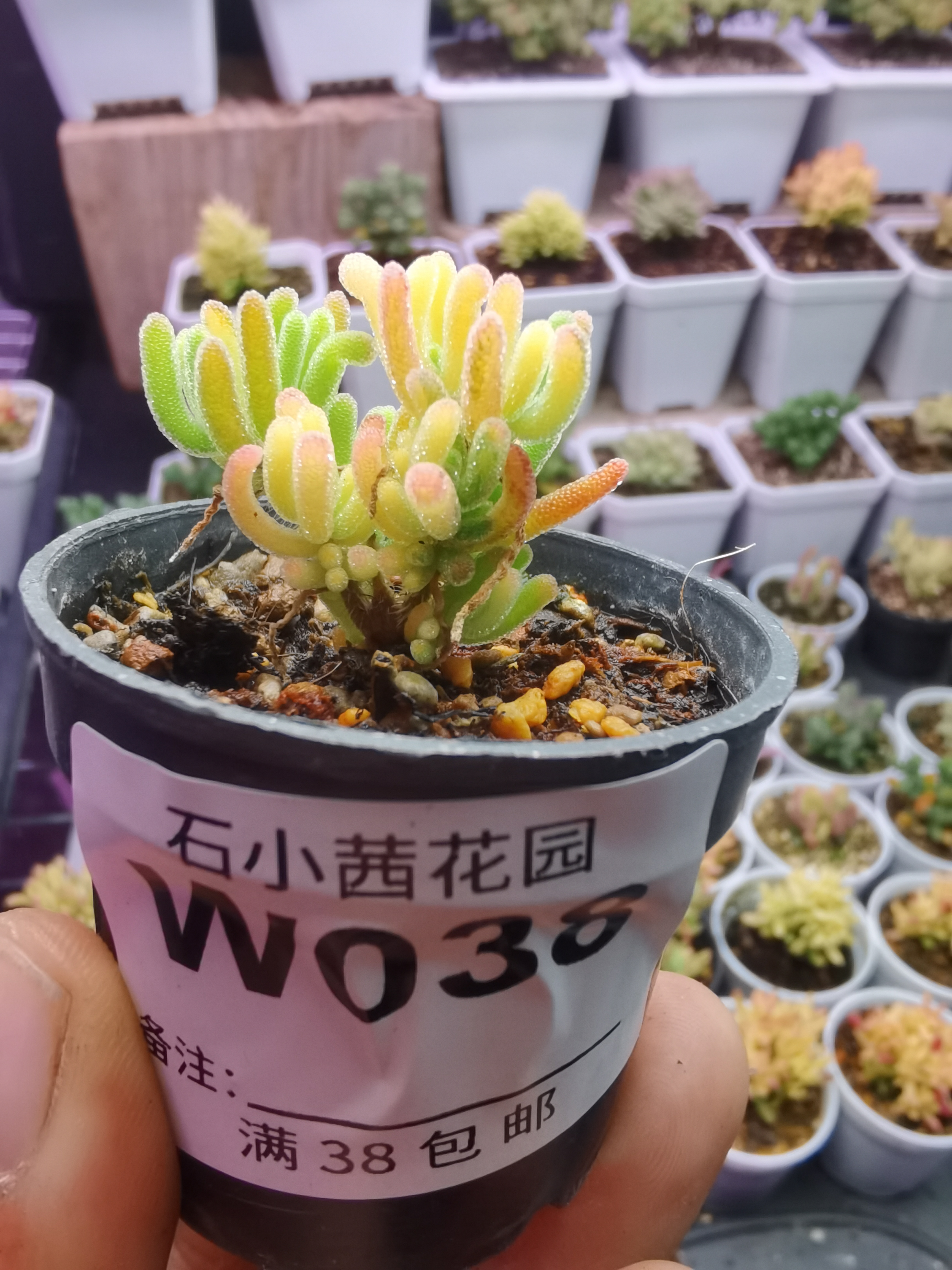 折后多肉植物枝干番杏荧光兔锦拉丝锦