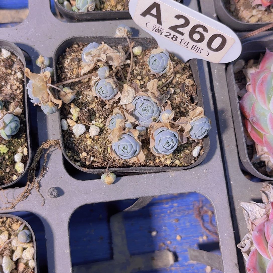 A260子持莲花一物一拍