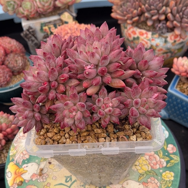 车厘子 17公分不带盆