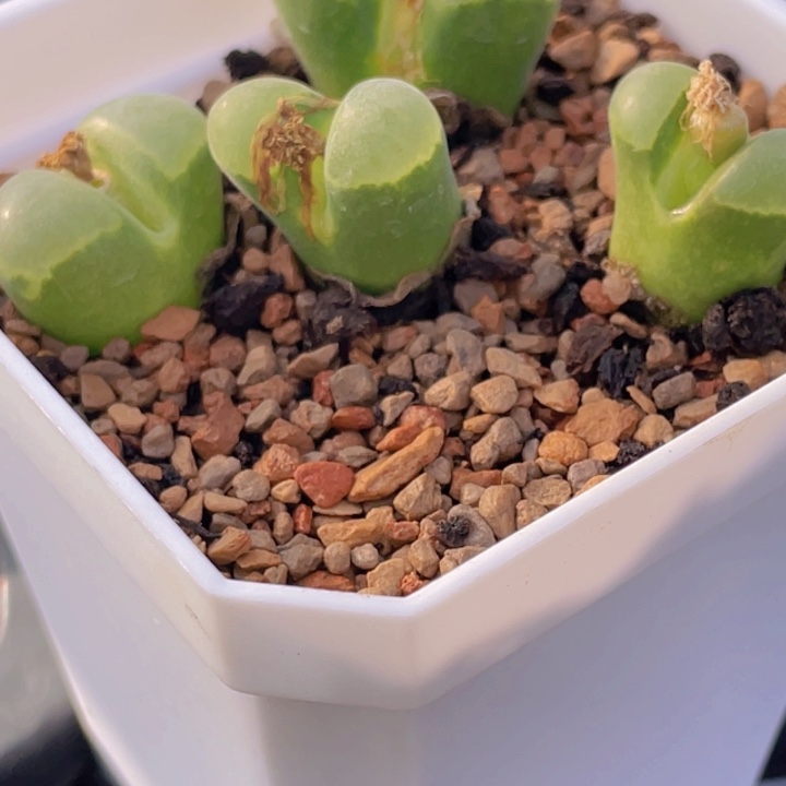 458966555555555555555555555