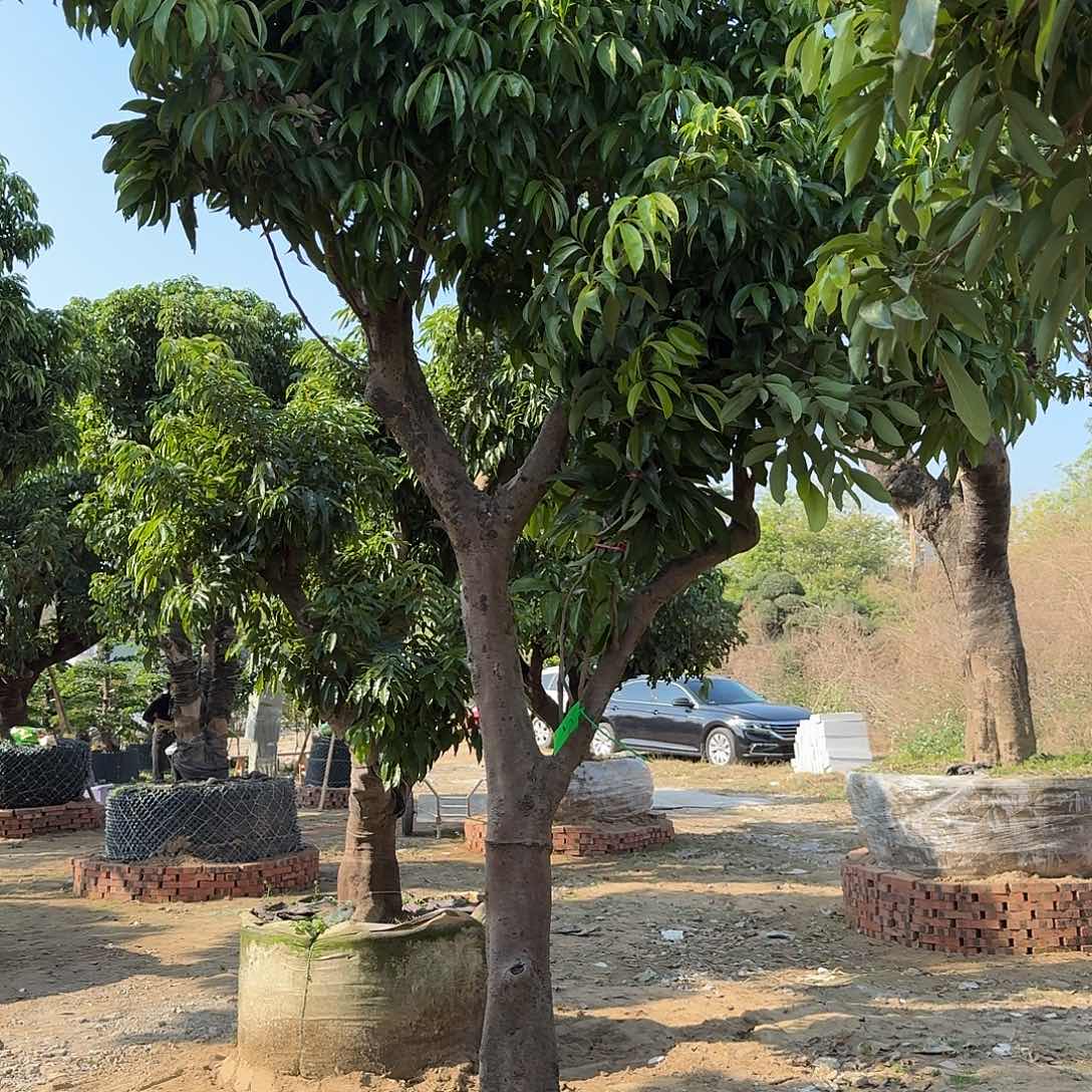 志***哥完全开放果树果树果树111112111