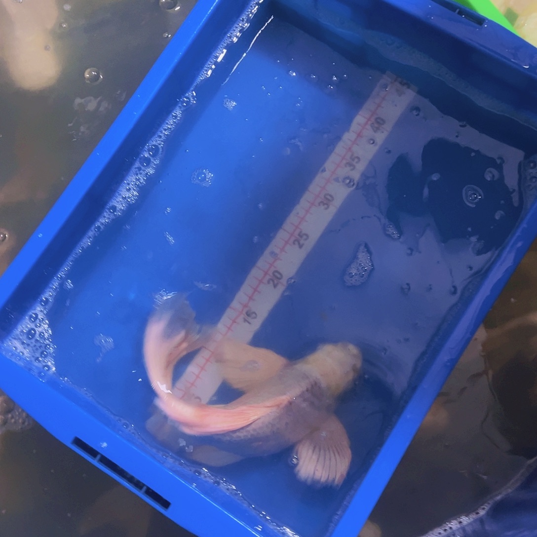 蝴蝶鲤鱼蝴蝶鲤包邮68