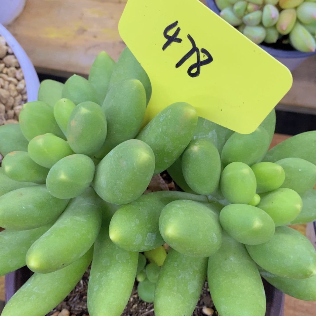 晚上，秋天的第一个多肉