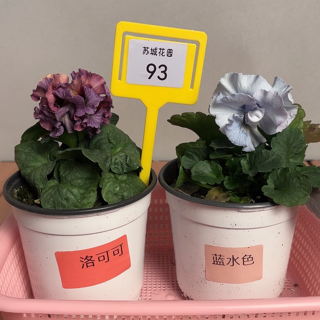 大部分开放少量花苞93