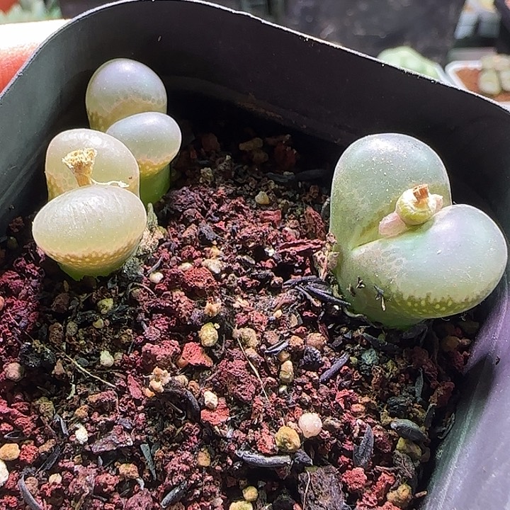 特价风铃。           63654