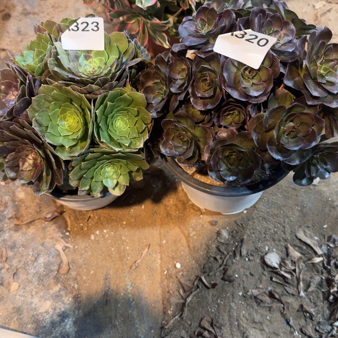 灿***霞组合法师一物一拍320.323