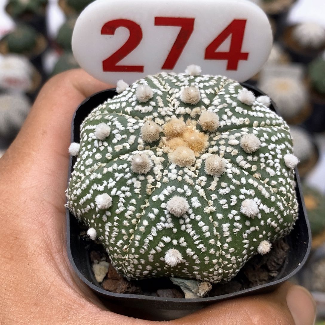 274福利特价咯打特特
