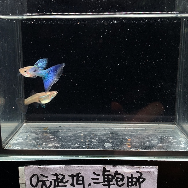 孔雀鱼辛加兰一对