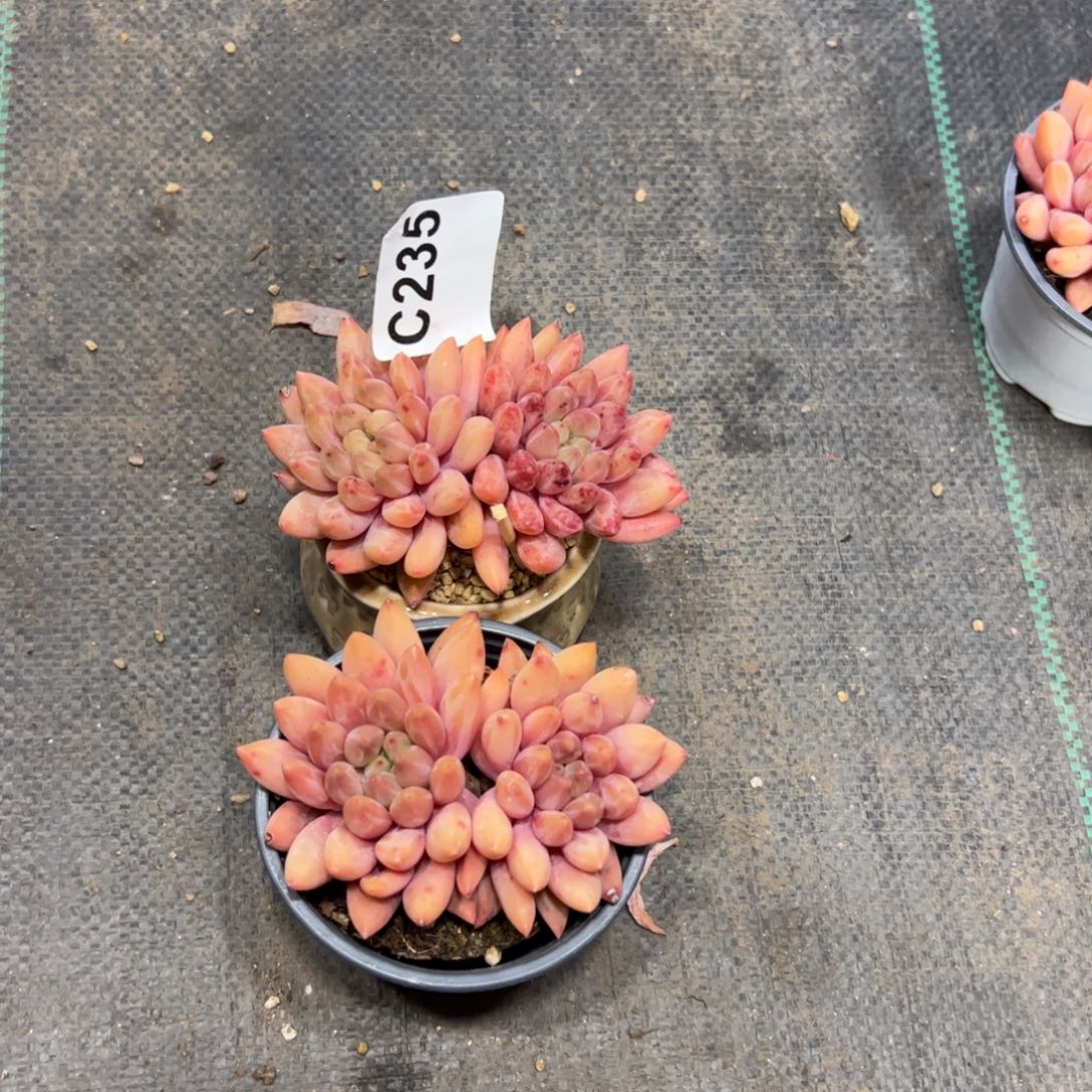 豆***子235 满38包邮一物一拍