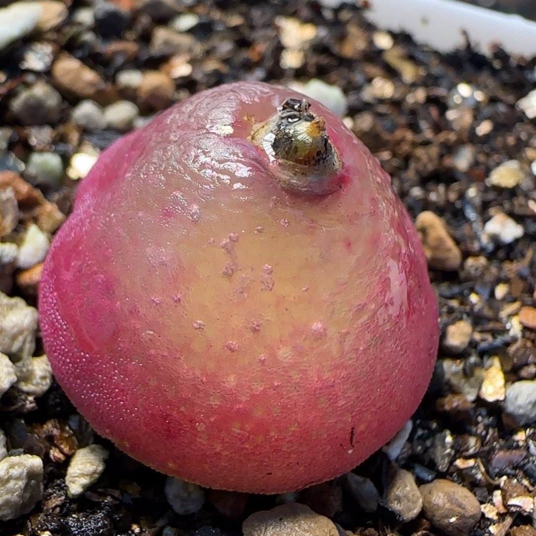 灯泡多肉植物百科