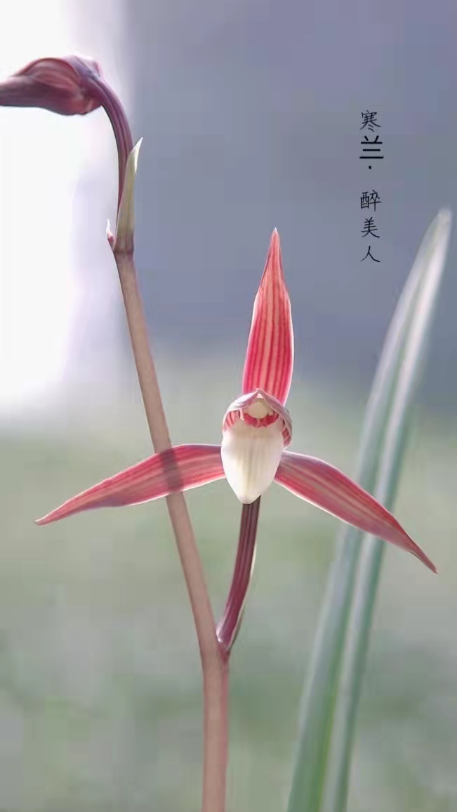 精选名品兰花苗（直播一棵一选，一棵一价，非标准定价）