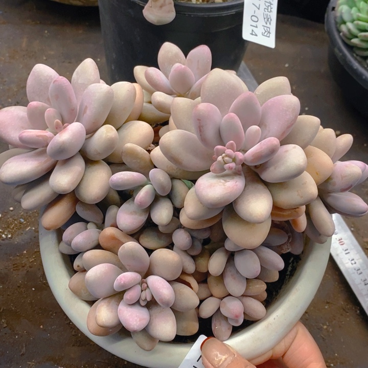 夏悦多肉 0217-23桃蛋
