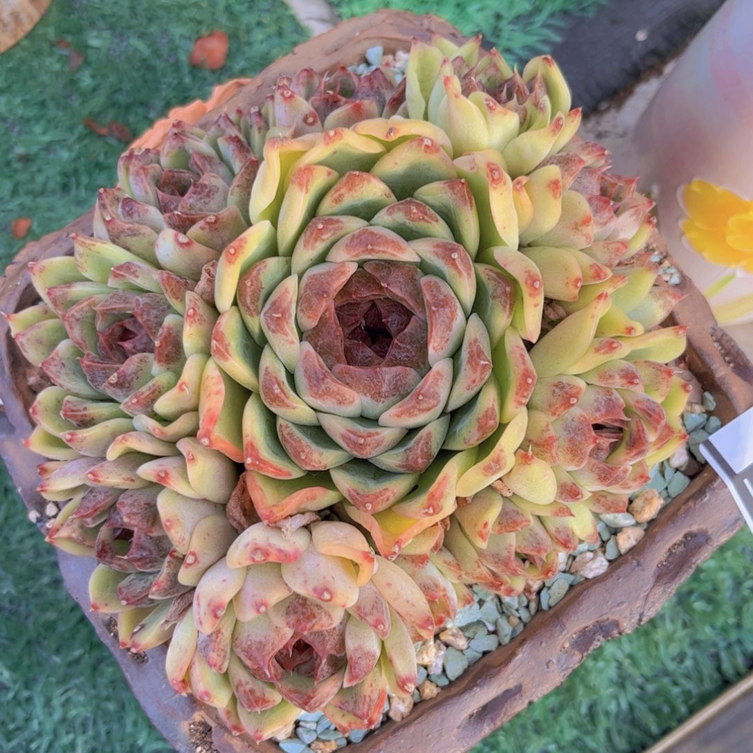 溏心暗纹杂02105多肉植物