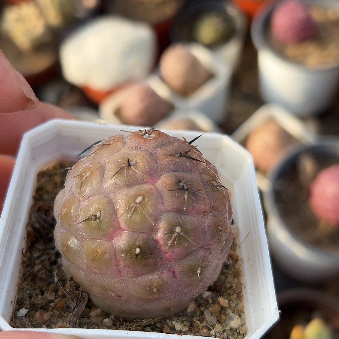 多肉植物多肉植物