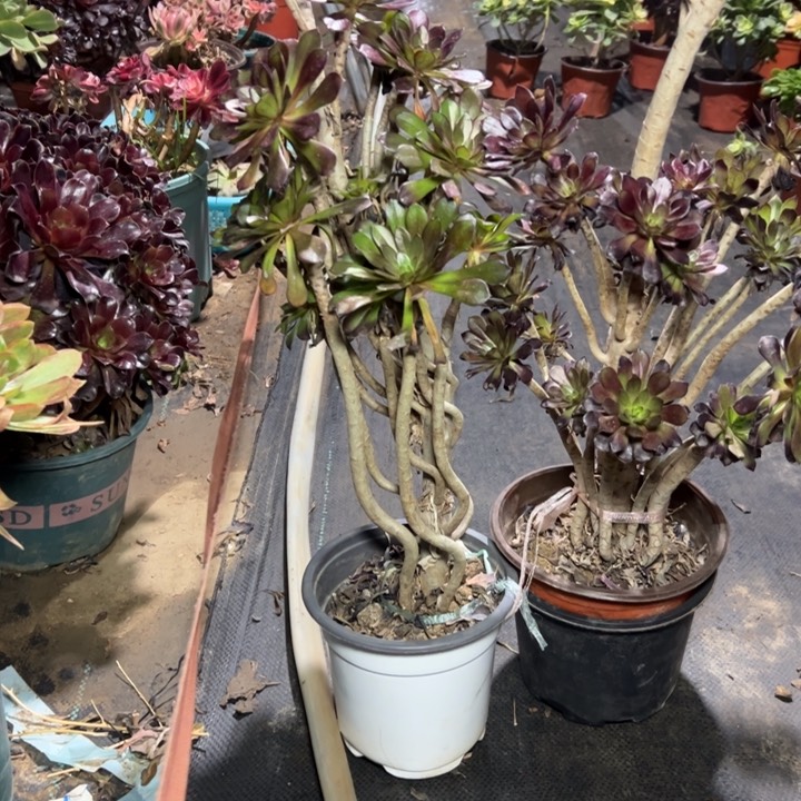 78二颗多肉多肉多肉多肉多肉