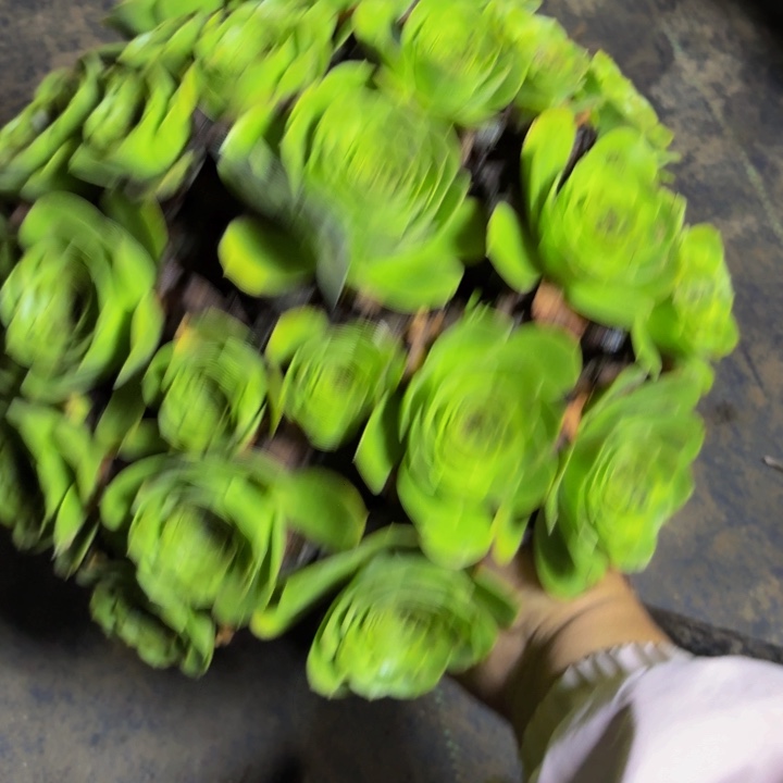 瑞妈多肉园艺043。小叶绿玫瑰