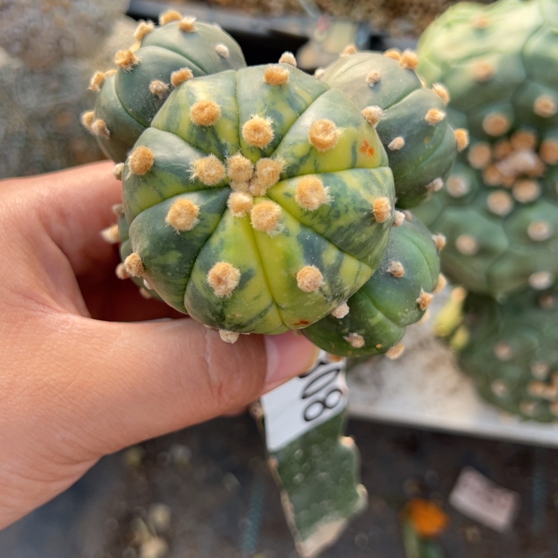 用***0兜锦群生仙人球308号