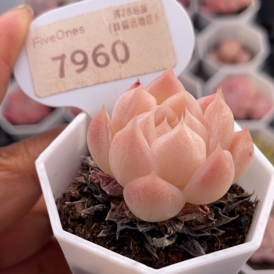 麦秆7960-3.5厘米