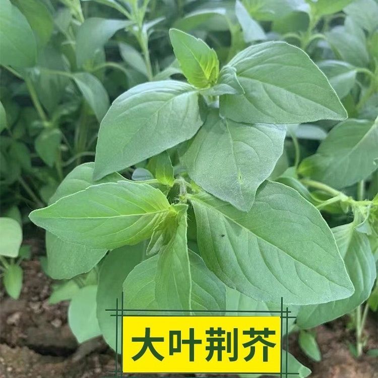 大叶荆芥蔬菜种子