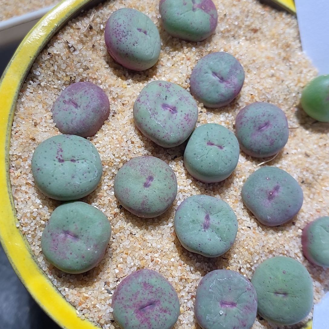 2392。 实生大型红嘴一颗。  