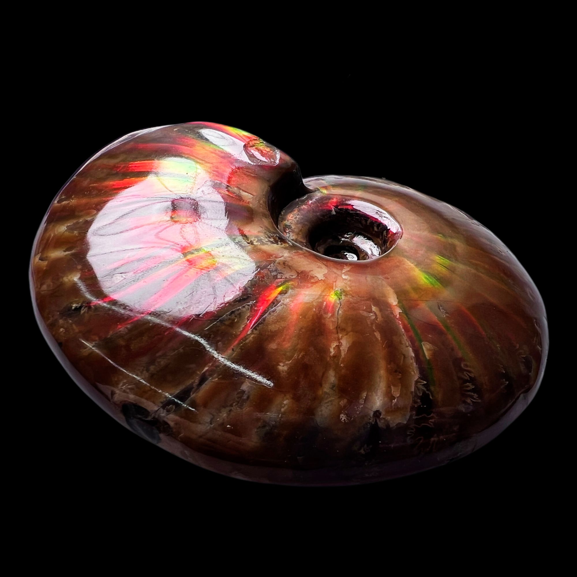 【 叶菊石（火凤凰）】100.2mm 马达加斯加 古贝壳 Y7