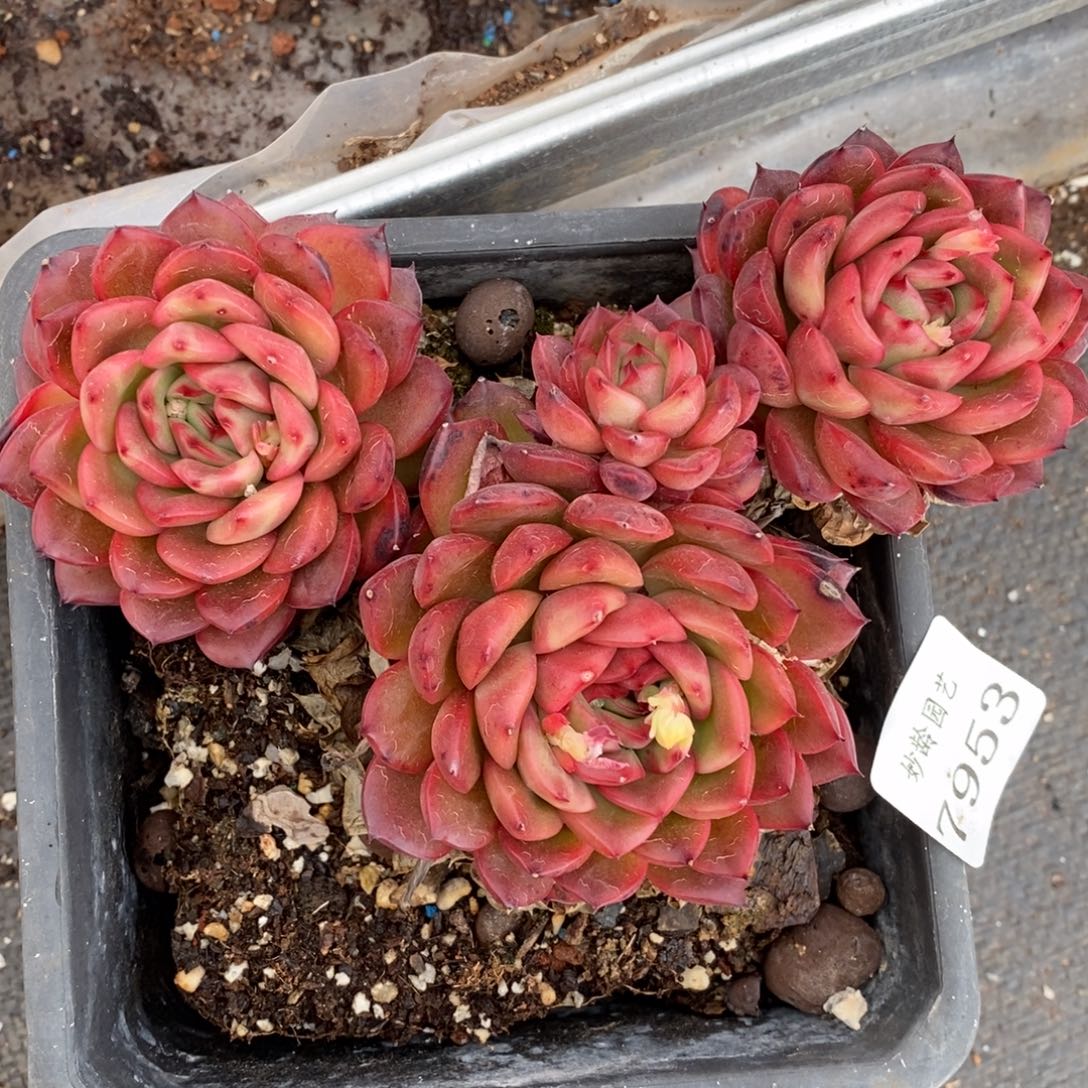 7953杂交多肉老桩