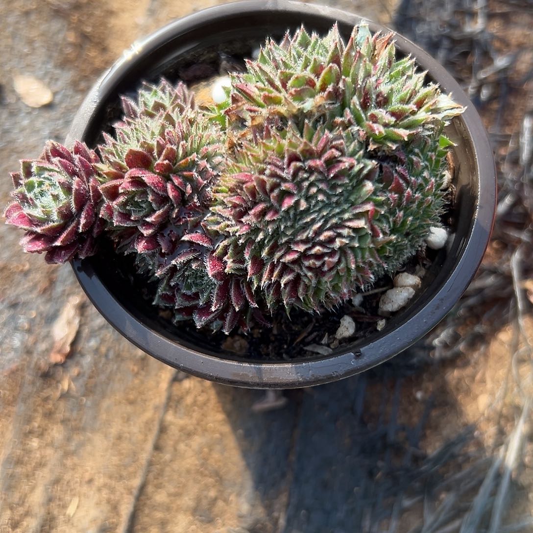 多肉植物长生草缀