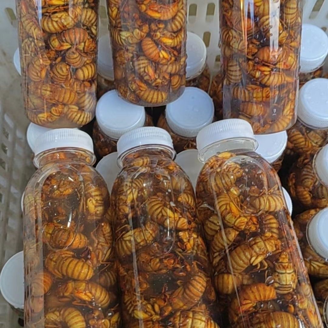 高山野生金蝉 爬叉猴 知了龟 1瓶50只 2瓶100只 京东包邮