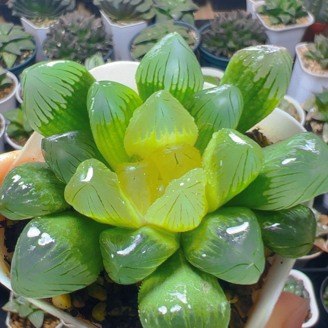 糖心玉露多肉多肉一颗