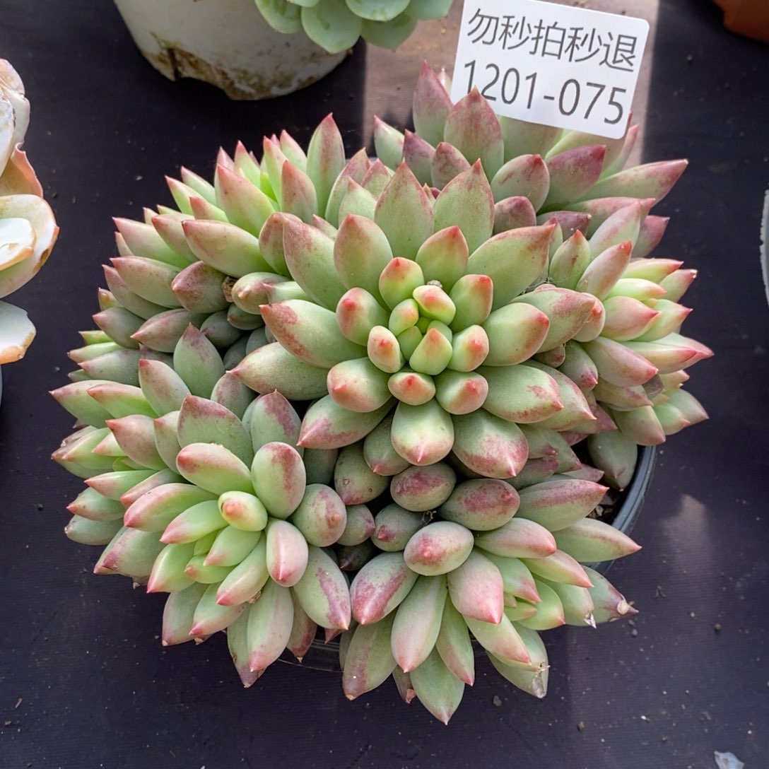 两单包邮1201-75虞美人