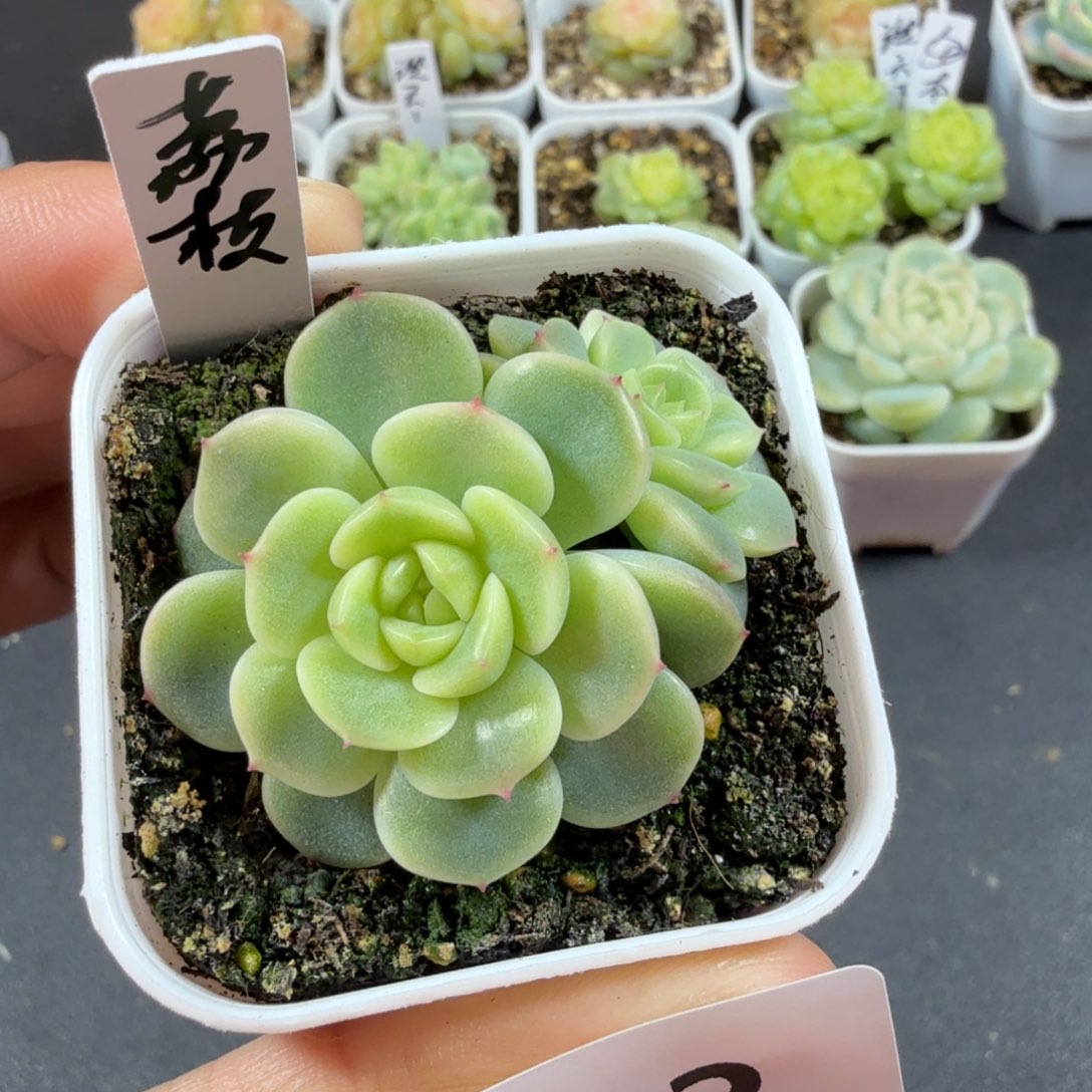 荔枝双头一物一拍122