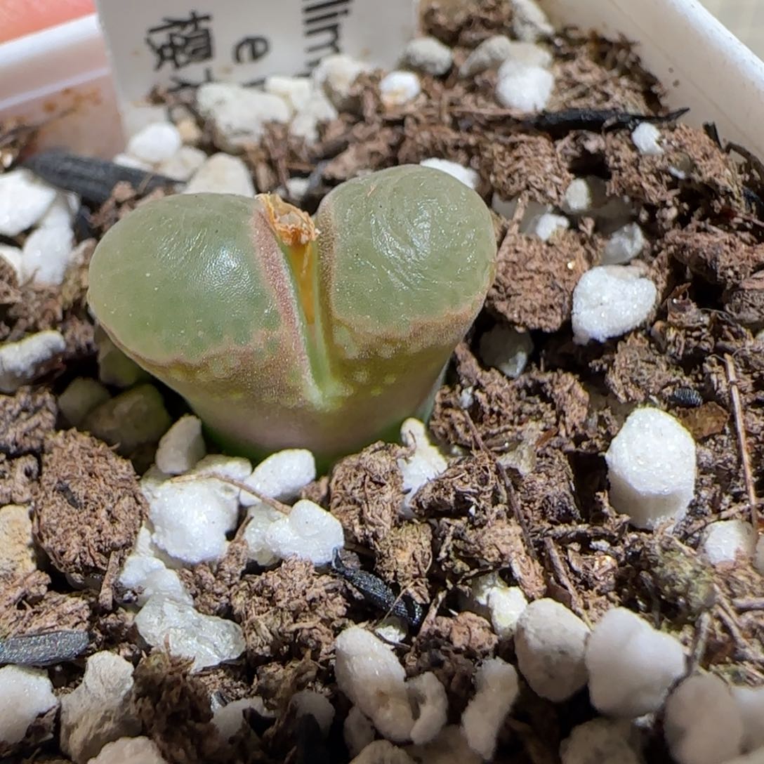 肉锥多肉植物组合-粉樱367