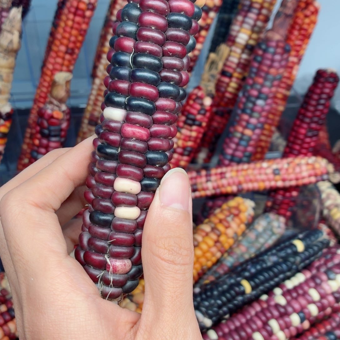 x***s白玉菩提吊坠文玩精品文玩精品