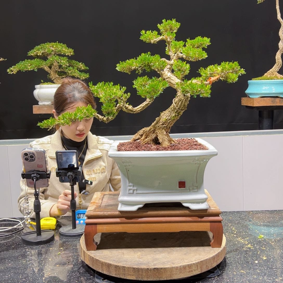 黄杨盆景老桩四季长青