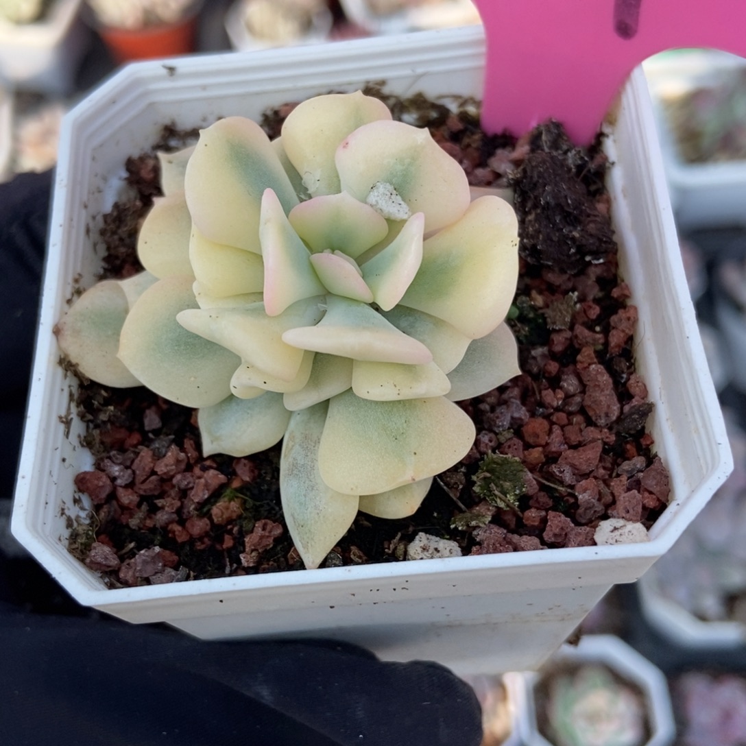 77雪精灵锦多肉植物